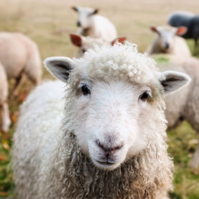 Dämmung aus Schafwolle